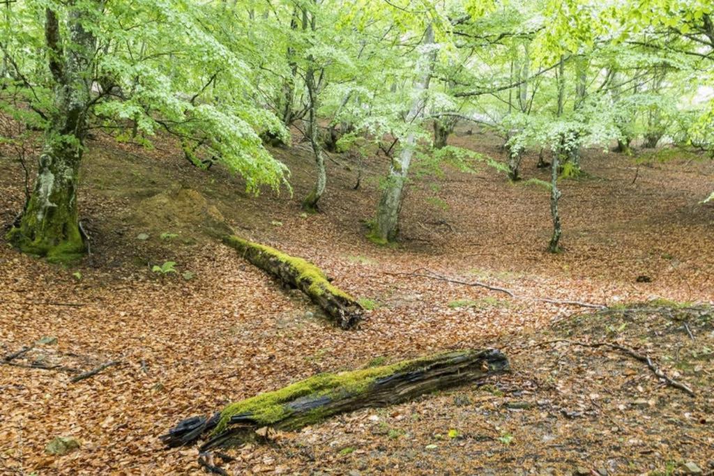 Los Molinos - Atico En Montana De Asturias Felechosa Kültér fotó