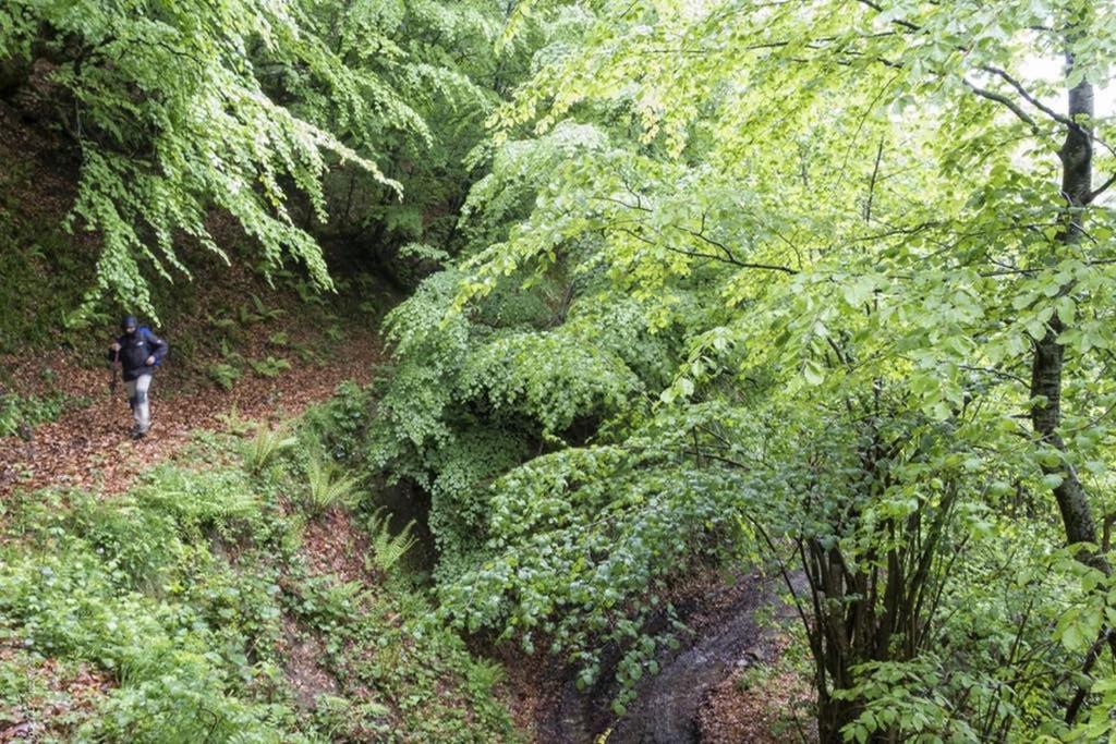 Los Molinos - Atico En Montana De Asturias Felechosa Kültér fotó
